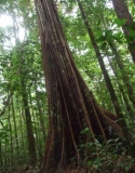 Imagen Plantas amazónicas